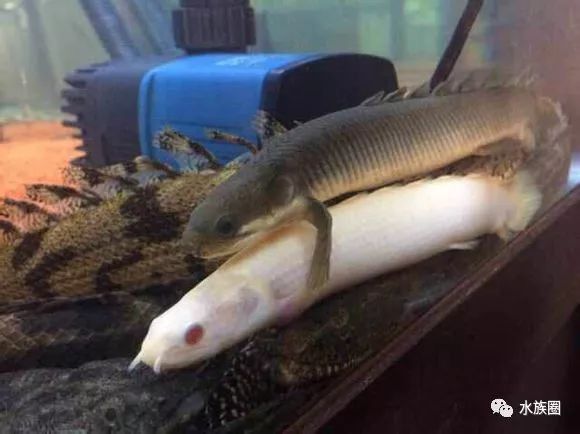 恐龍魚種類及圖片介紹大全