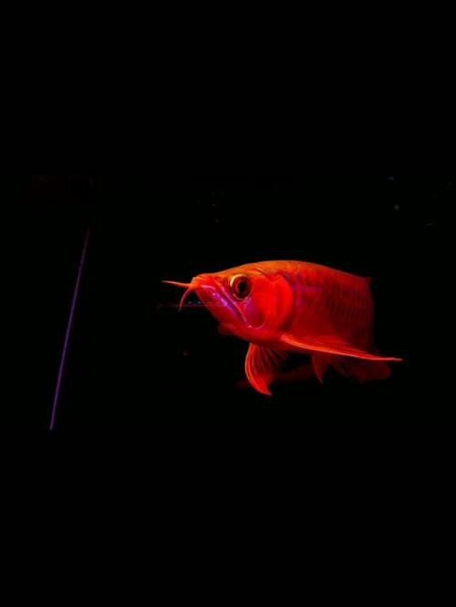 赤血紅龍魚生長過程圖片視頻大全