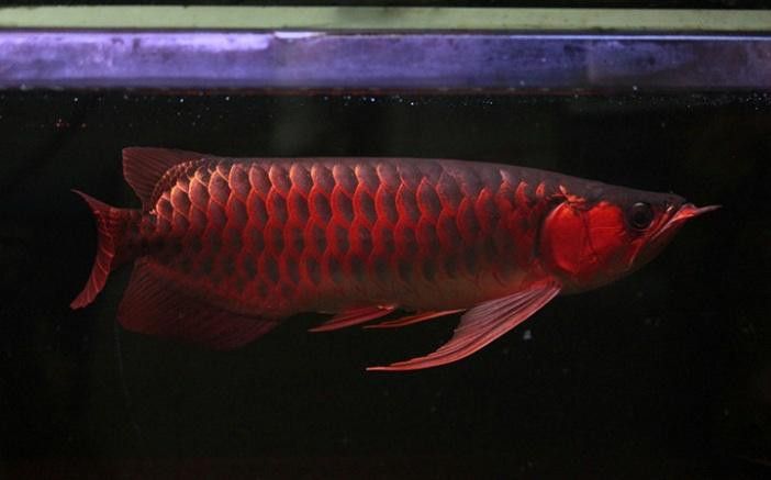 赤血紅龍魚生長過程圖片視頻大全