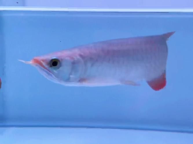 赤血紅龍魚生長過程圖片視頻大全