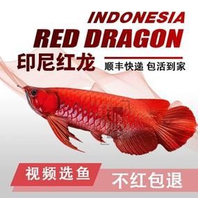 赤血紅龍魚生長過程圖片視頻大全