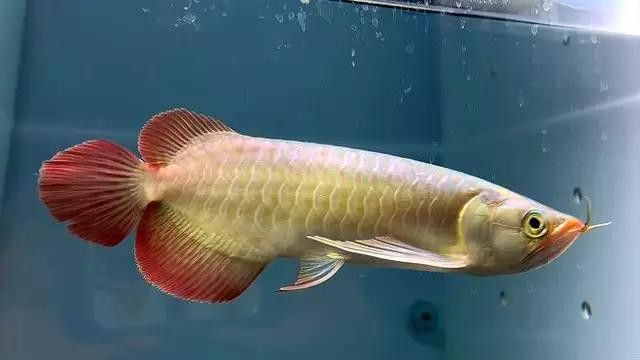 恐龍魚發白：恐龍魚白膜會自愈嗎？