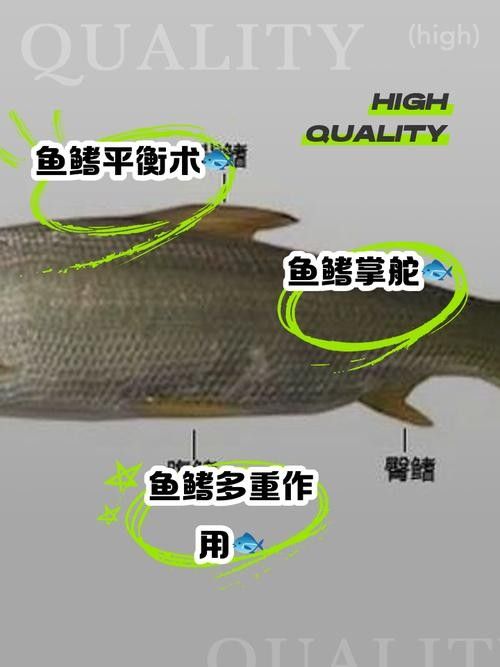 龍魚七鰭位置示意圖