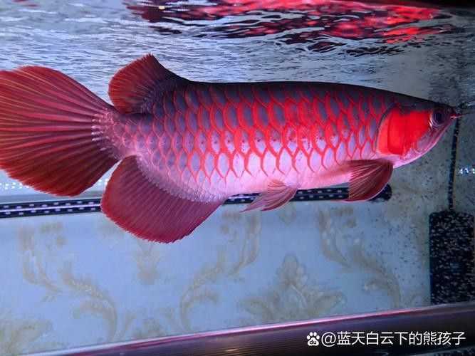 龍魚七鰭位置示意圖