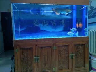 一米二的缸養金龍魚可以嗎：一米二的缸養金龍魚可以嗎，