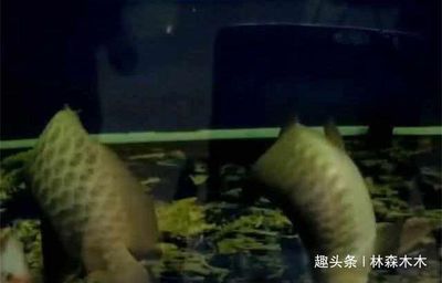 龍魚魚缸停電一天會死嗎：停電一天會對龍魚造成傷害嗎？