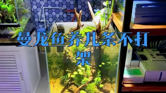 如何降低曼龍魚(yú)的攻擊性? 龍魚(yú)百科 第1張 如何降低曼龍魚(yú)的攻擊性? 如何降低曼龍魚(yú)的攻擊性? 龍魚(yú)百科 第1張