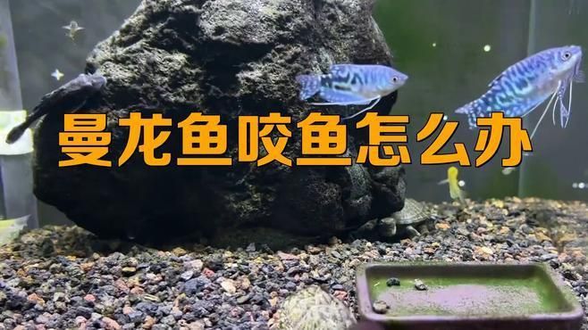 如何降低曼龍魚(yú)的攻擊性? 龍魚(yú)百科 第6張 如何降低曼龍魚(yú)的攻擊性? 如何降低曼龍魚(yú)的攻擊性? 龍魚(yú)百科 第6張