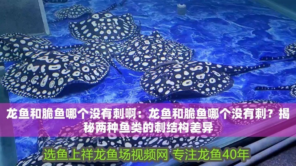 龍魚和脆魚哪個(gè)沒有刺啊：龍魚和脆魚哪個(gè)沒有刺？揭秘兩種魚類的刺結(jié)構(gòu)差異