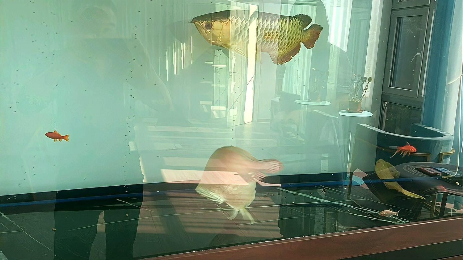 金龍魚捕食視頻哪里找？