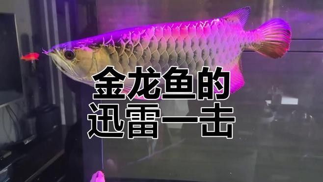 金龍魚捕食視頻哪里找？