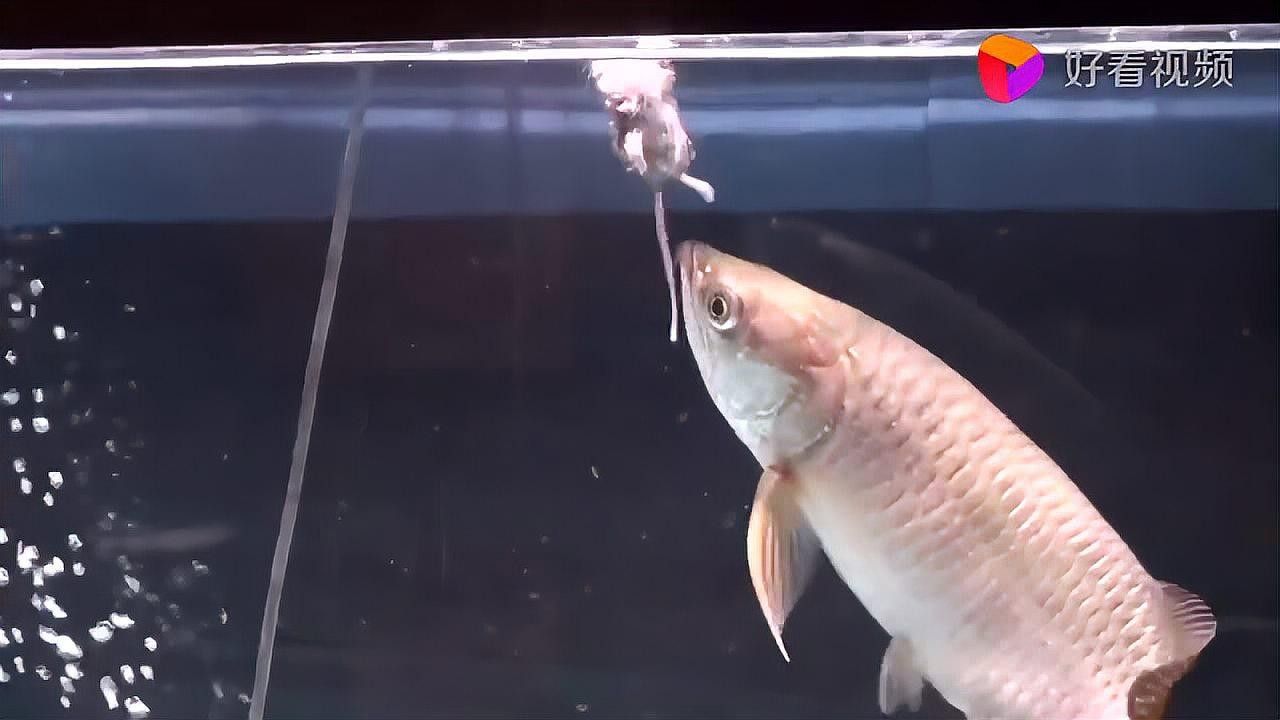 金龍魚捕食視頻哪里找？