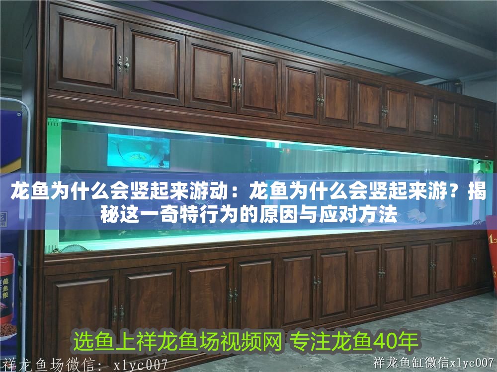龍魚為什么會(huì)豎起來游動(dòng)：龍魚為什么會(huì)豎起來游？揭秘這一奇特行為的原因與應(yīng)對(duì)方法