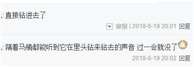 龍魚突然死了預示擋災（風水學：龍魚突然死亡是否預示擋災，風水學中有不同的看法）