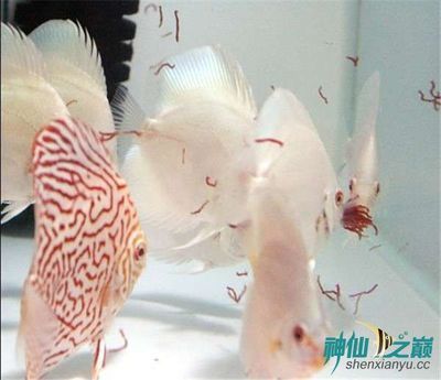 七彩龍魚和銀龍魚哪個好養一點：七彩龍魚和銀龍魚哪個好養