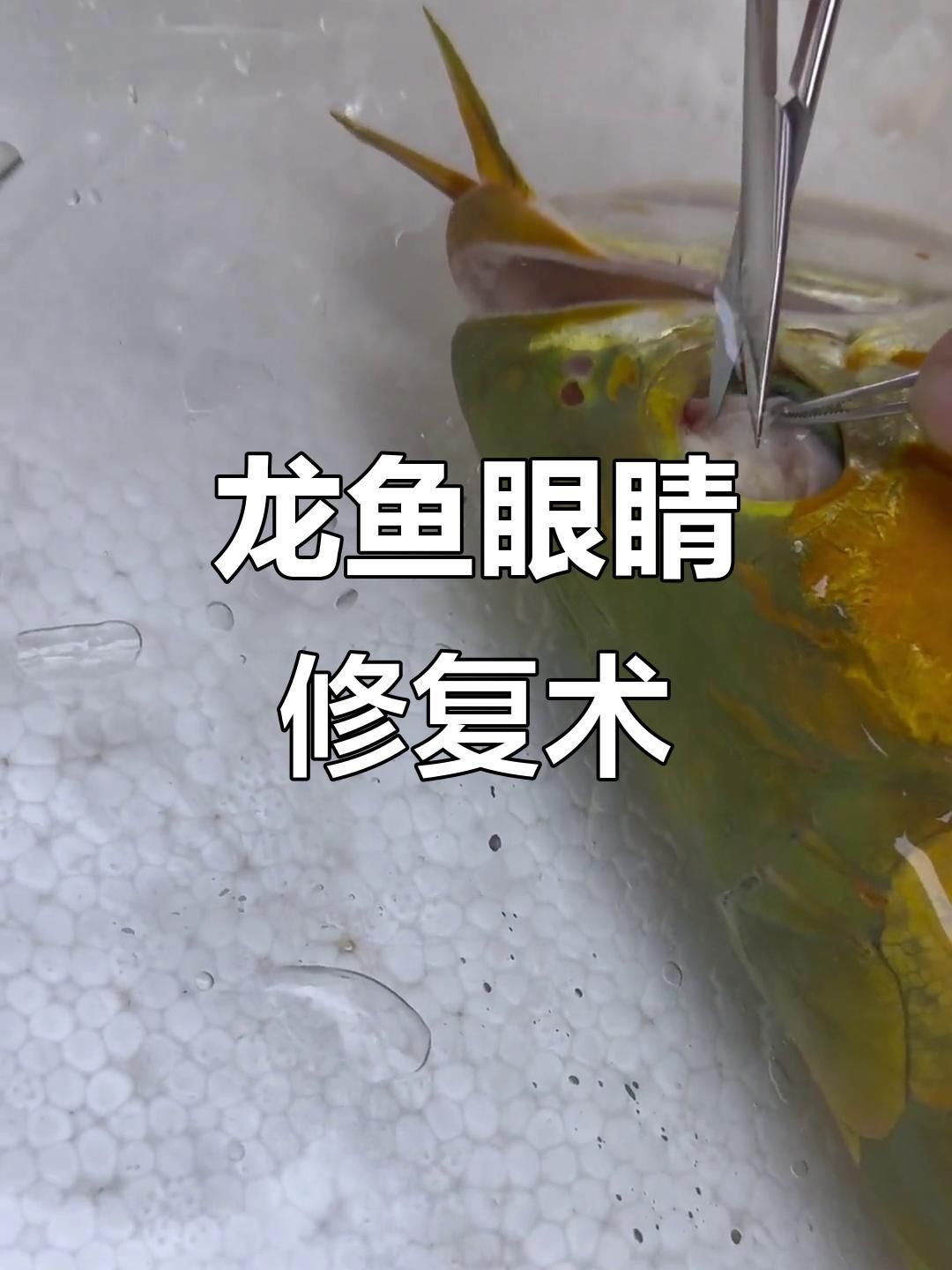 銀龍魚為什么不吃小魚