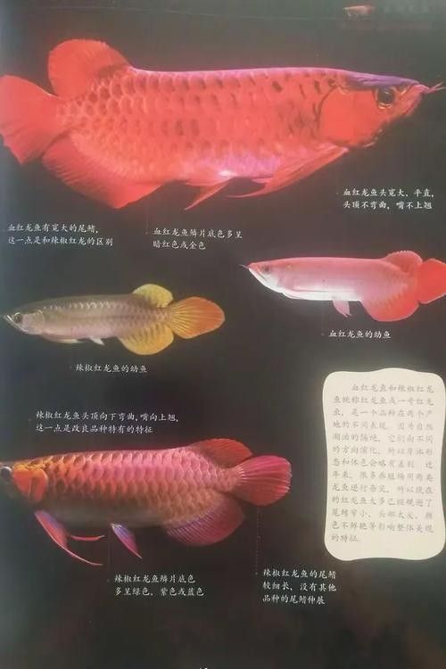魚的種類龍魚