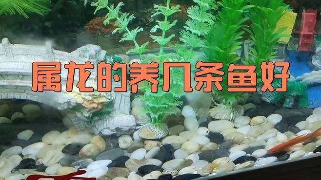 龍魚風水條數多少合適養