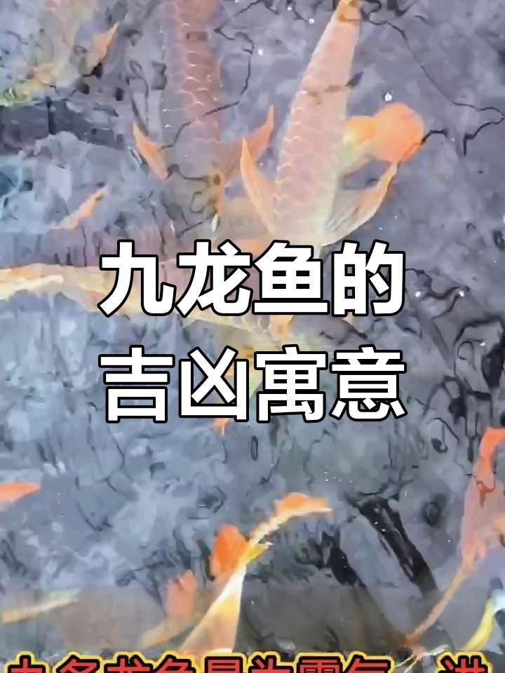 龍魚風水條數多少合適養