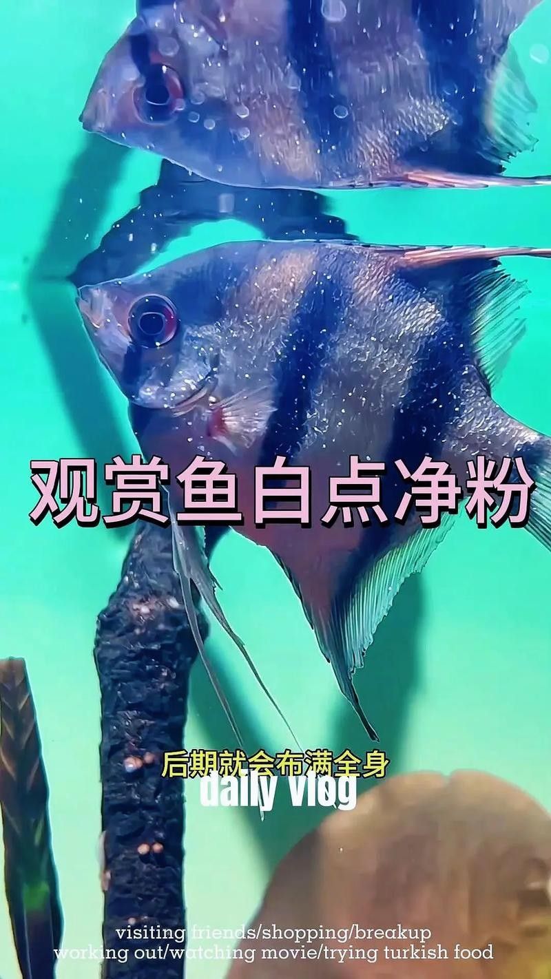 龍魚全身長(zhǎng)白點(diǎn)