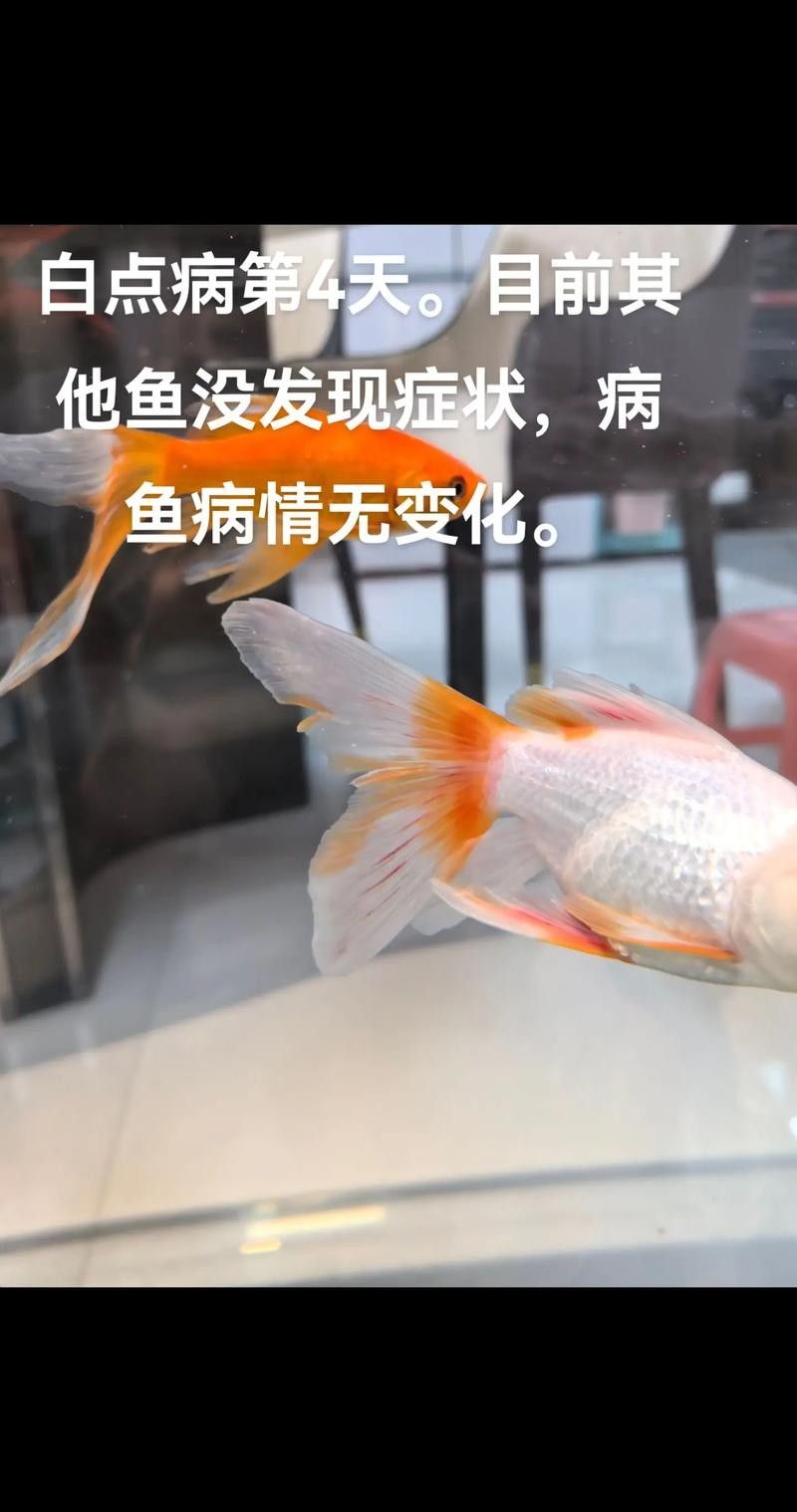 龍魚全身長(zhǎng)白點(diǎn)