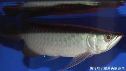 龍魚治療腸炎需要停食么：龍魚治療腸炎是否需要停食取決于腸炎的病因