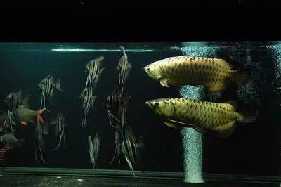龍魚混養埃及神仙配什么清潔魚：在考慮將埃及神仙魚和龍魚混養于同一水族箱時
