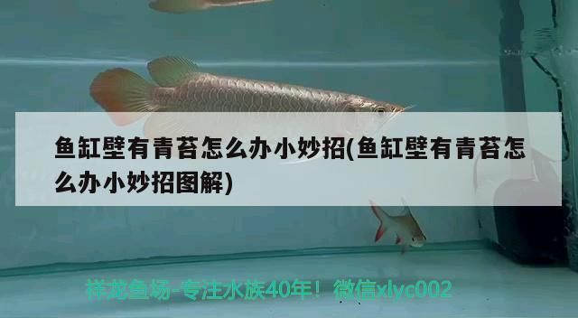 家養六角恐龍魚好嗎：六角恐龍魚的養殖方法介紹