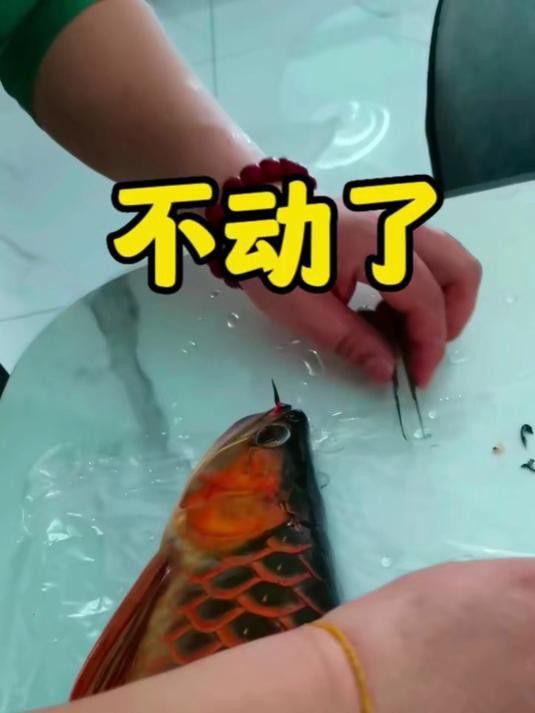 如何拍攝高清的紅龍魚視頻？