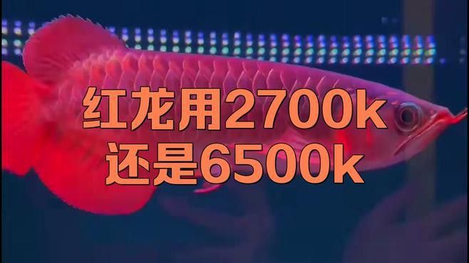 如何拍攝高清的紅龍魚視頻？