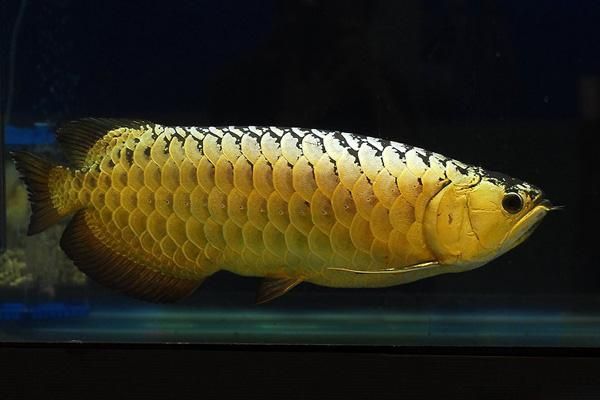 金龍魚往下游是怎么回事：金龍魚往下游是怎么回事呢？