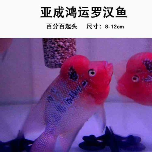 銀龍魚和羅漢魚哪個貴些