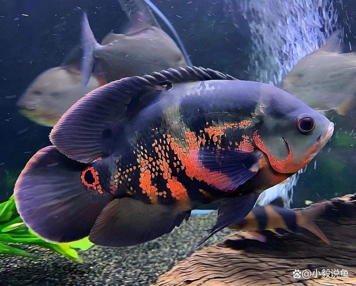 銀龍魚和羅漢魚哪個貴些