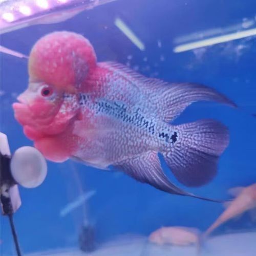 銀龍魚和羅漢魚哪個貴些