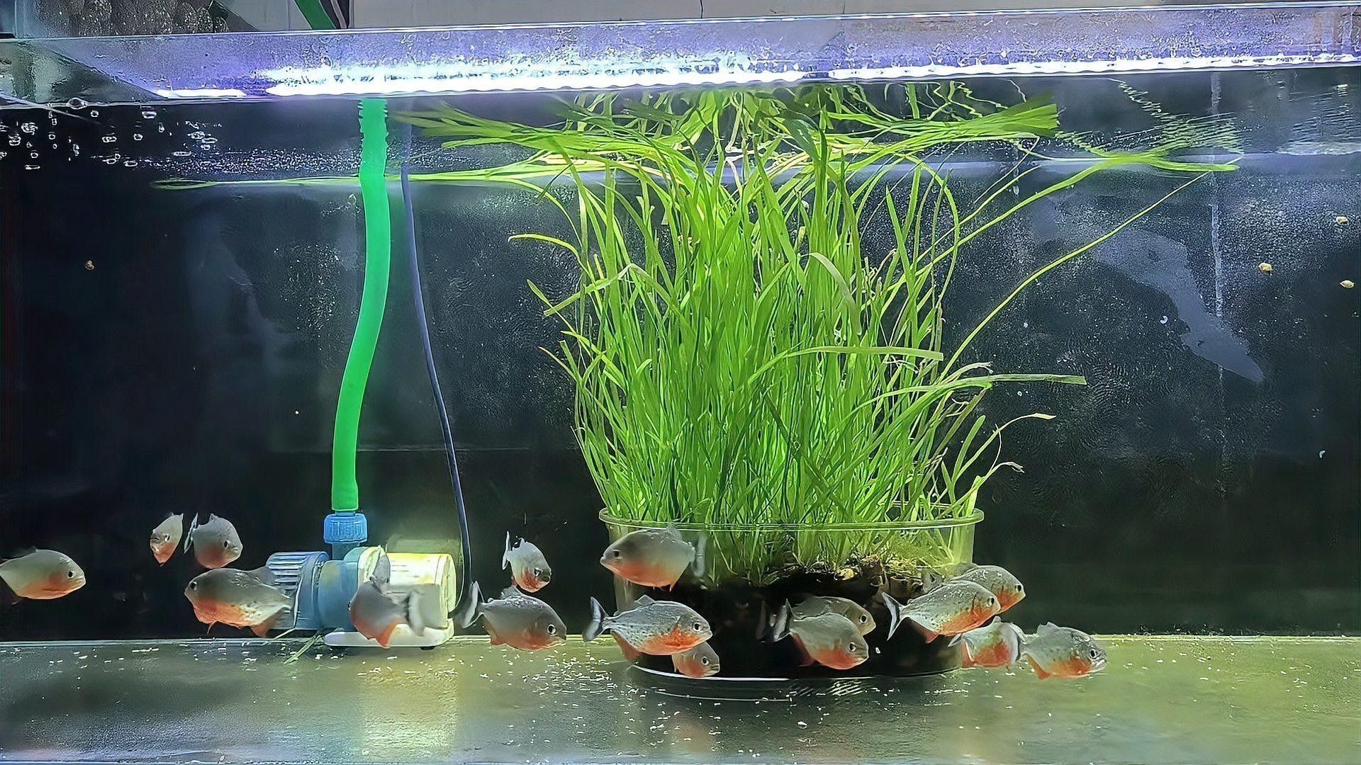 龍魚寄生蟲治療期間需要加溫嗎？