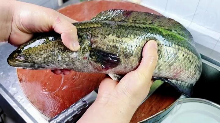 雷龍魚煲湯有哪些常見做法？