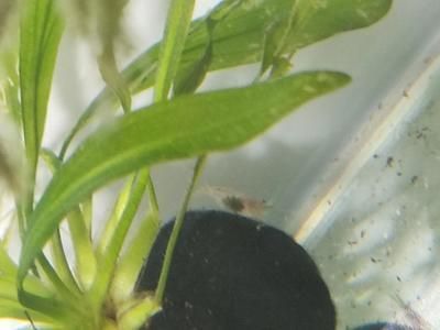 女王大帆魚苗疾病預防方法：女王大帆魚苗飼料選擇指南，