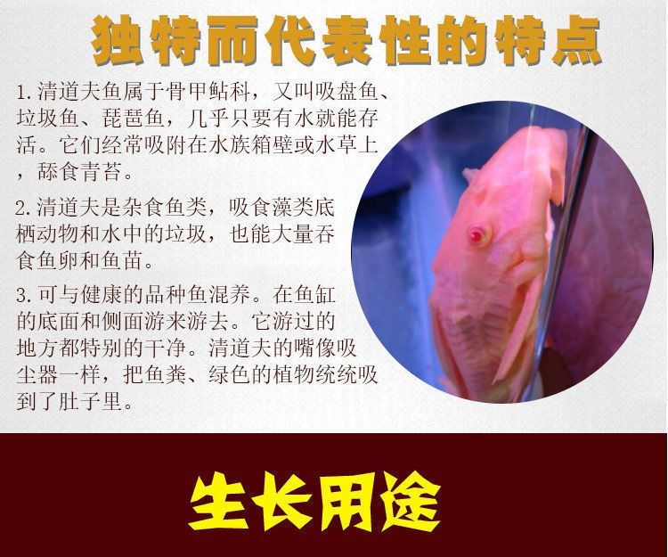 女王大帆魚苗疾病預防方法：女王大帆魚苗飼料選擇指南，