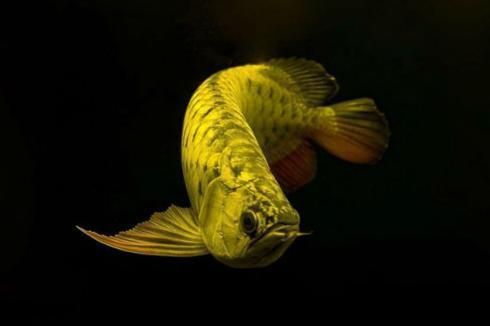 龍魚怎么增色效果好一點，如何判斷龍魚健康狀態