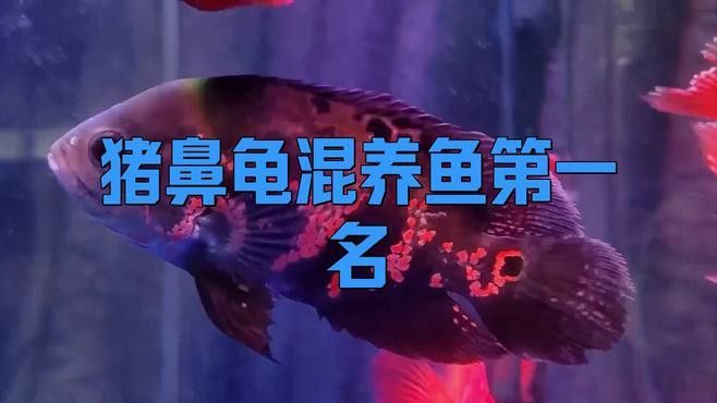 可以和龍魚一起養的龜