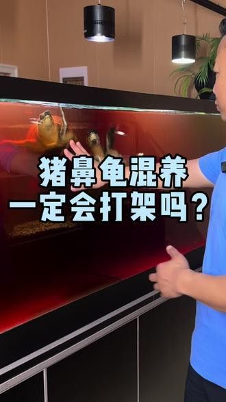 可以和龍魚一起養的龜