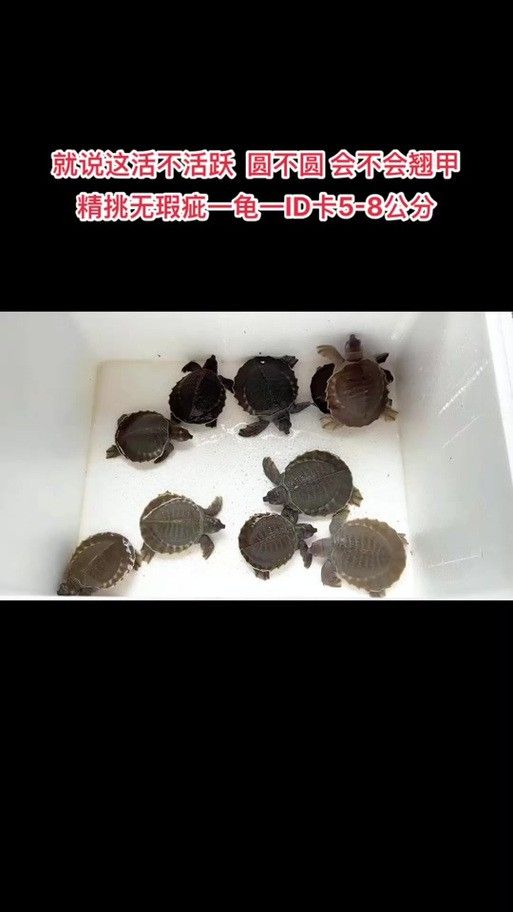 可以和龍魚一起養的龜