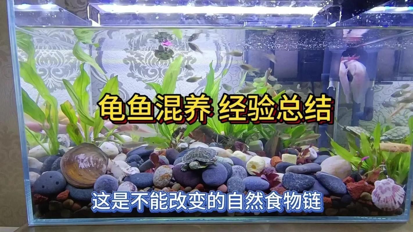 可以和龍魚一起養的龜