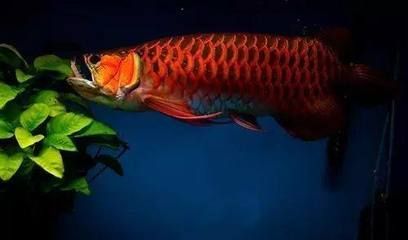 關于龍魚的說說句子有哪些：關于龍魚的說說句子