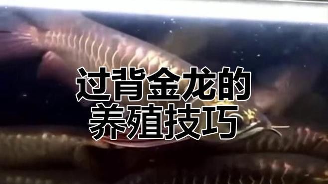 過背金龍魚圖片高清圖大圖欣賞