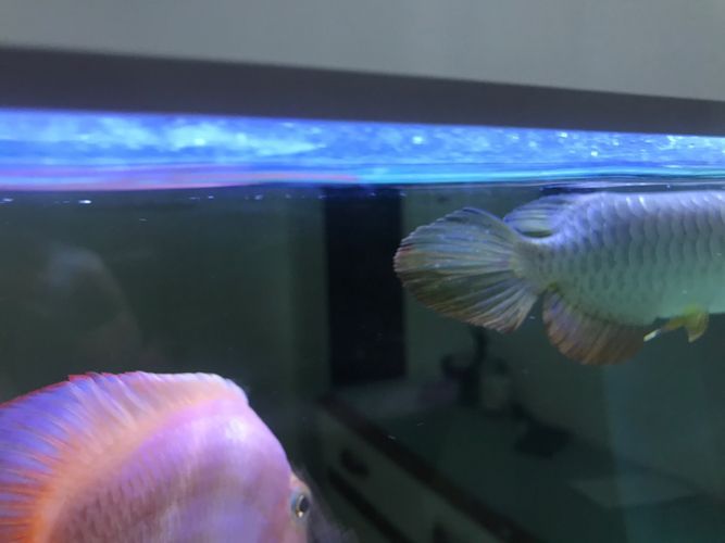 金龍魚尾巴白點，金龍魚尾巴上的白點可能是由多種原因引起的