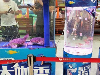 海豚魚缸（海豚魚缸是什么牌子）