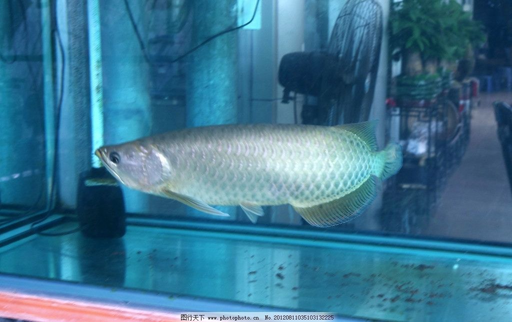 養銀龍魚魚缸要什么樣的背景（養銀龍魚的魚缸背景應該選擇什么顏色？）