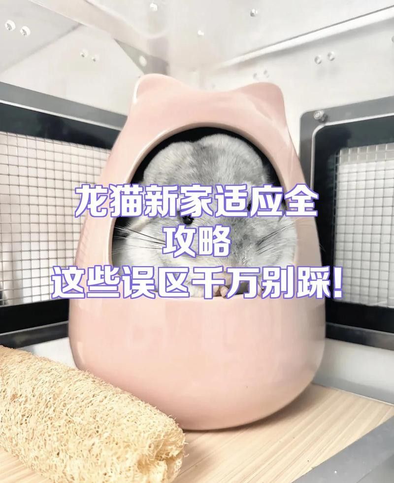龍貓多久適應新環境？