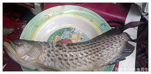 溫州龍魚好吃不好養